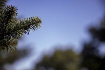 Evergreen branch in foreground with blurry blue sky in background