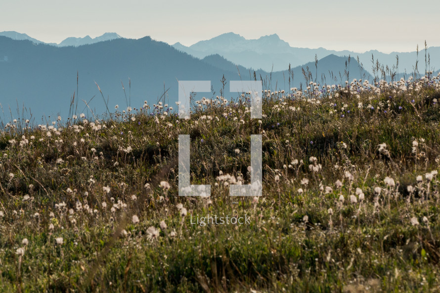 wildflowers in a field 