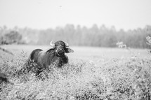 Cows in India, black and white 