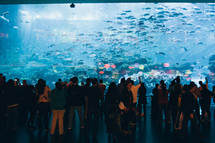 crowd observing fish at an aquarium 