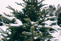 snow on a Christmas tree 