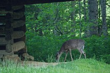 A Whitetail deer grazing beside an old historic log barn.