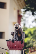 Monkey at the Dakshineswar Kali Hindu Temple in Kolkata India