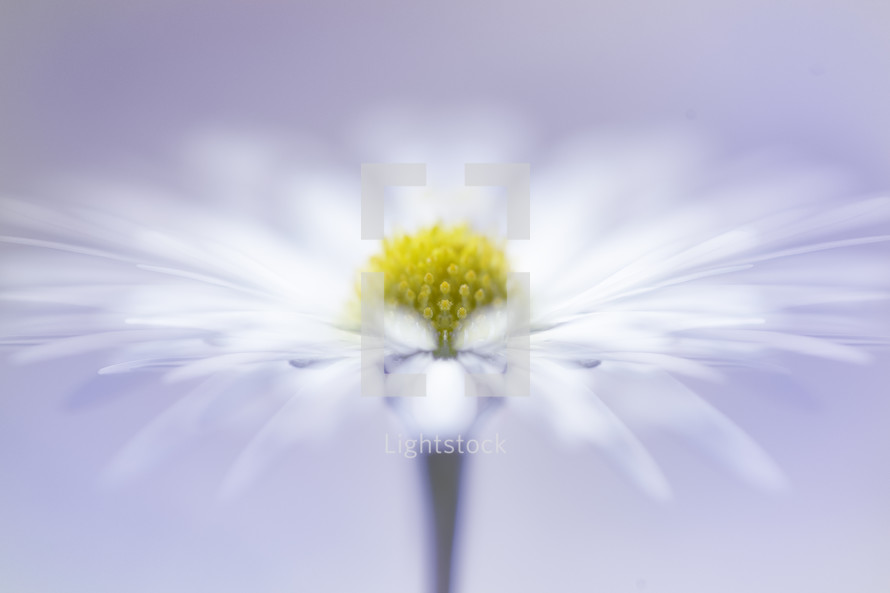 a white daisy against a white background 
