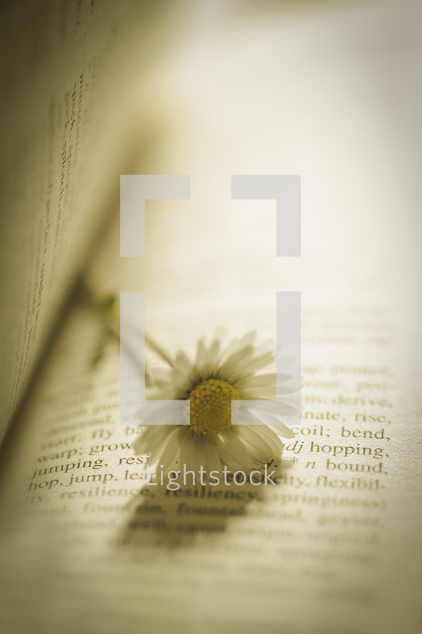 a daisy on the pages of a Bible 