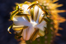 Closeup of a white cactus flower bud surrounded by green leaves