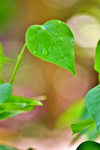 wet green leaf 