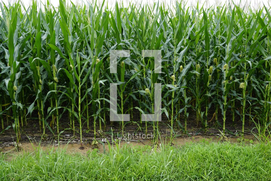 tall corn in a field 