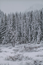 snow on winter trees 