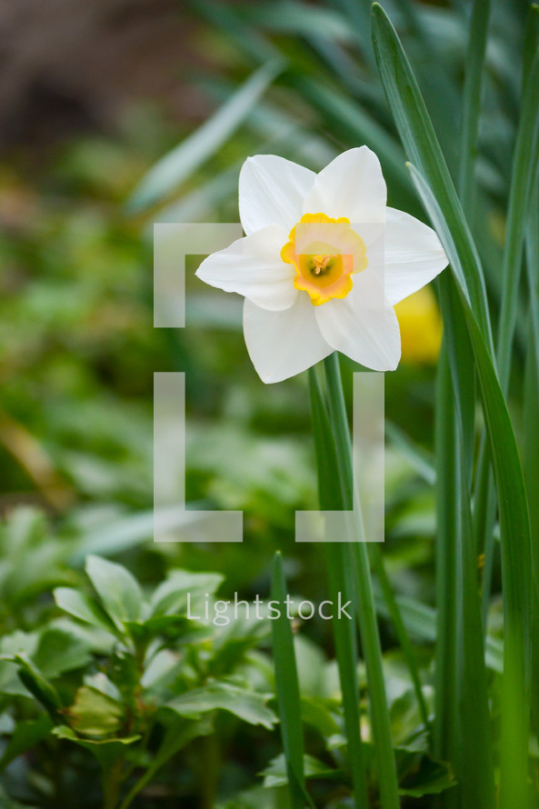 daffodil (vertical)