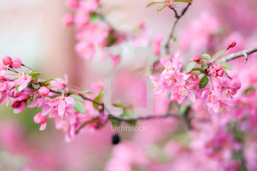 pink spring flowers on a tree 