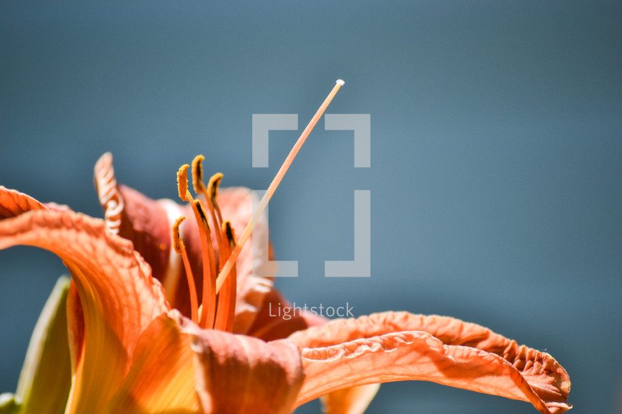 orange lily 