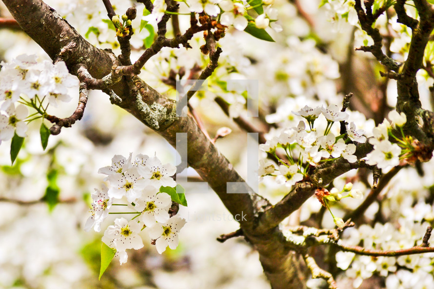 Blossoming Pear Tree Branch