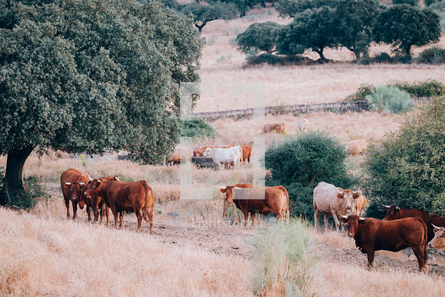 cows and bulls in the pasture of Extremadura