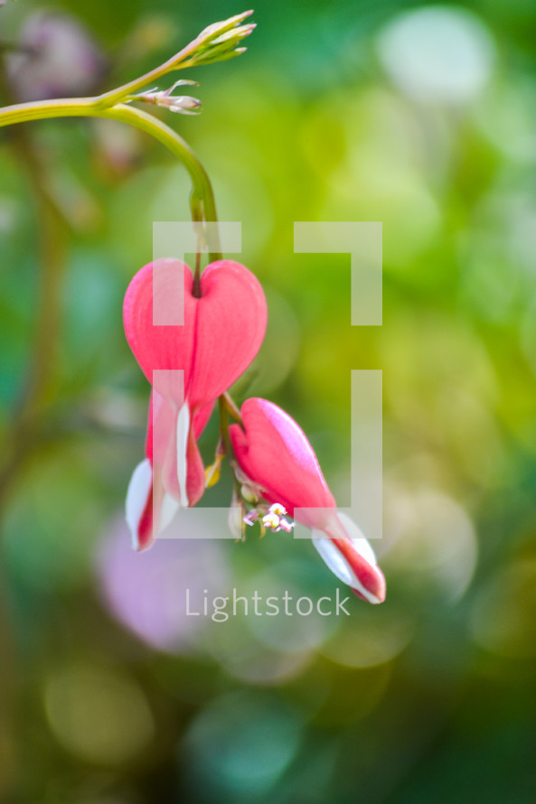 pink heart shaped flower 