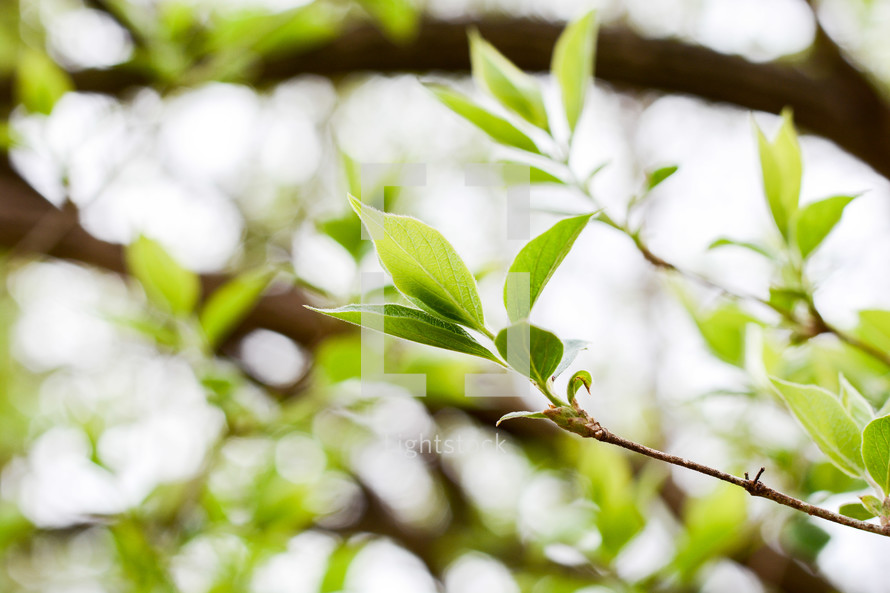 green leaves on a branch 