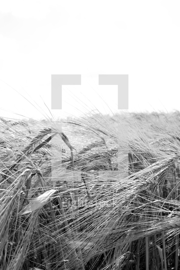 wheat field in black and white 