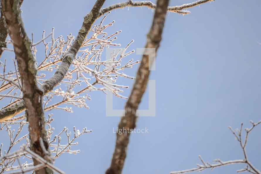ice on a branch 