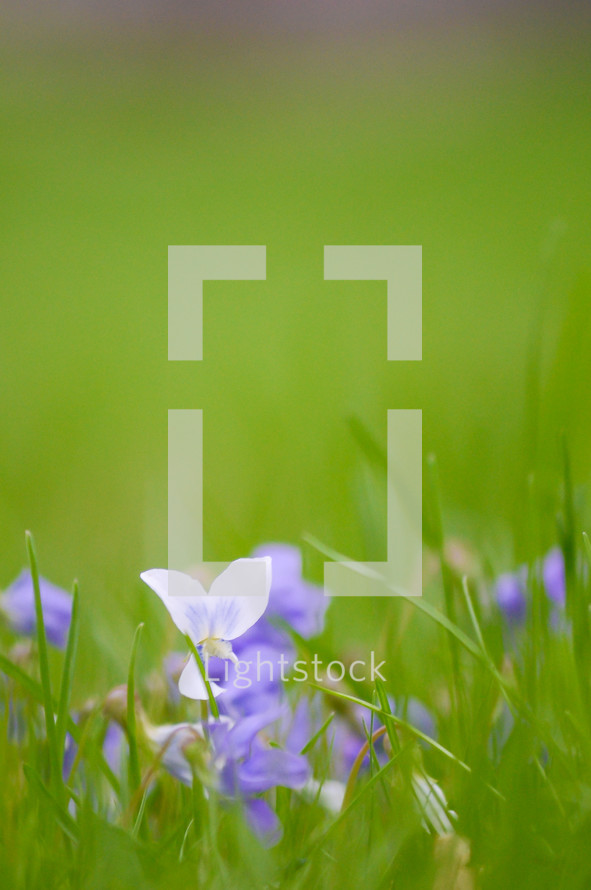 purple flowers in a field (vertical)