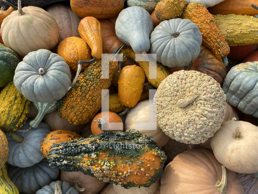 Fall Harvest Background with Colorful Varieties of Pumpkins, Squash and Gourds Laying in a Pile Shot from Directly Above, Autumn Stack of Vegetables with a Variety of Textures and Colors