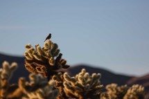 bird on a cactus 