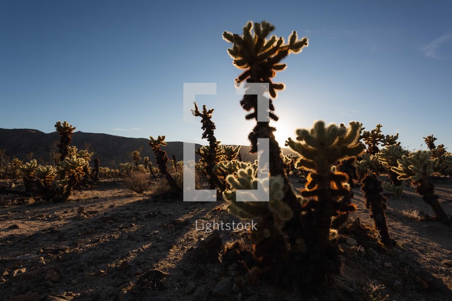 cactus plant 