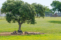 hogs resting under a tree 