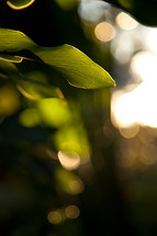 sunlight on a leaf