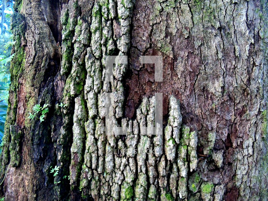 A close-up image of a tree with bark and exposed bark with green algae and exposed tree bark deep in the forest in Central Florida. 