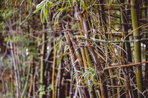 Bamboo trees in India