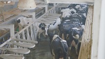 Milking process of cows in a large dairy farm
