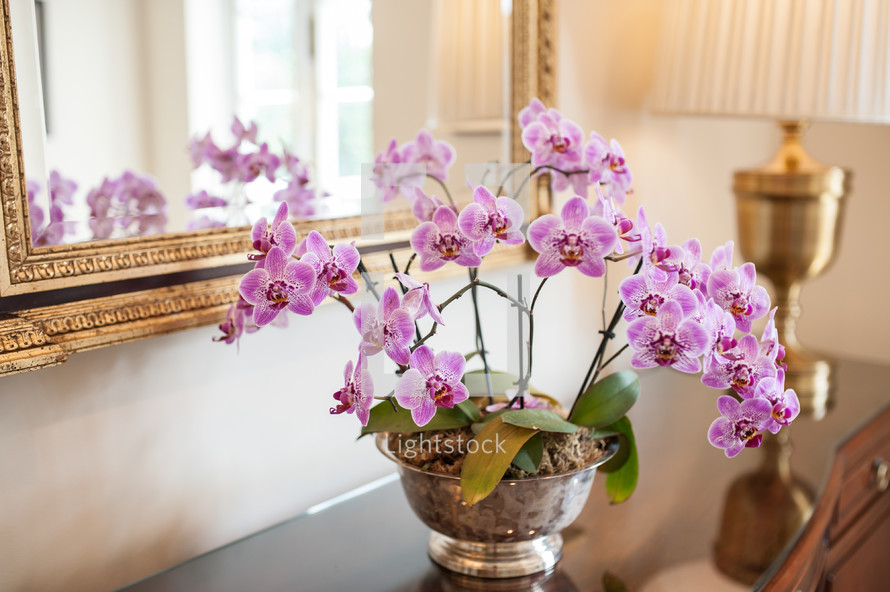 orchids on a table 