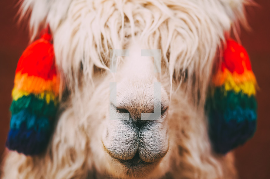 face of a llama 