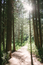 trail through a Colorado forest 