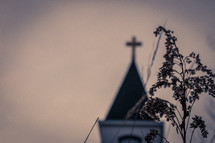Tall grass in foreground with church steeple in background blurred out
