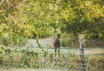 horse in a field 