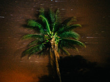 A palm tree is lit against a starry sky.