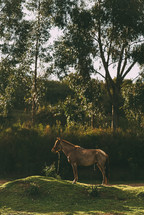 a horse in Peru 