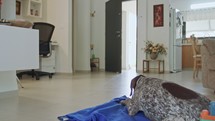 german pointer dog sitting inside a house