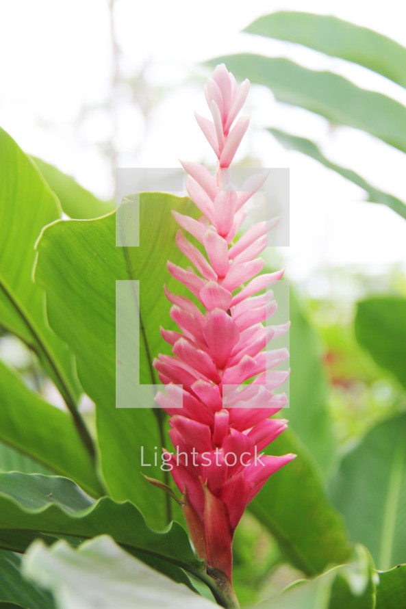 fuchsia tropical flower 