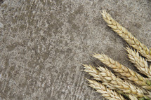 Wheat on concrete background