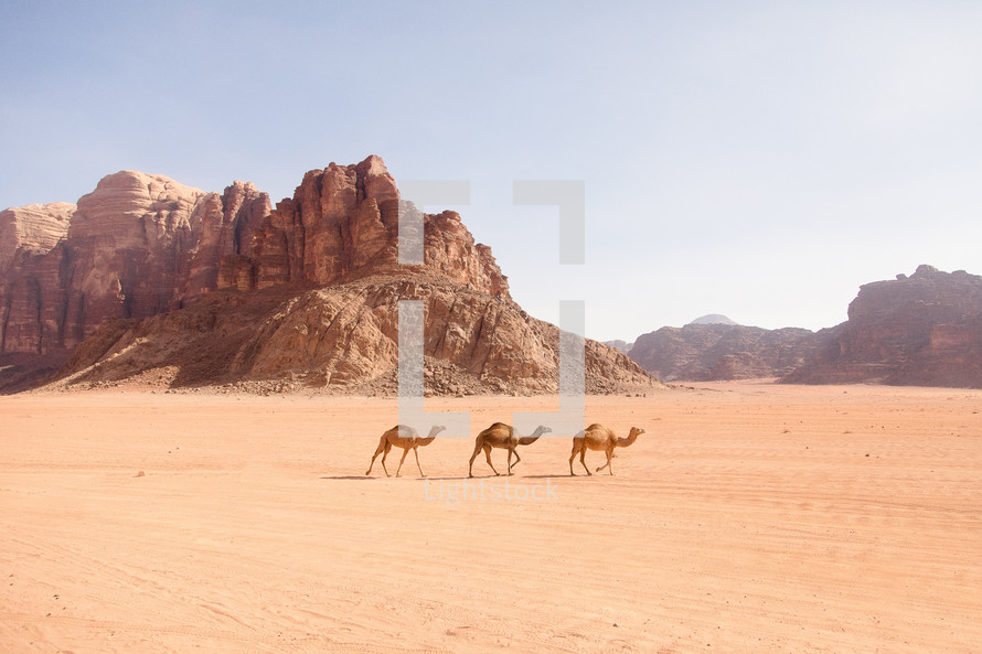 camels roaming through the desert 