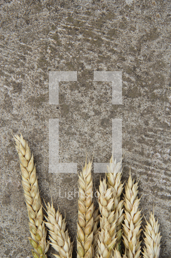 wheat on concrete background