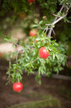 pomegranates on a tree