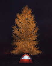 tent under next to a fall tree, under stars in the night sky 