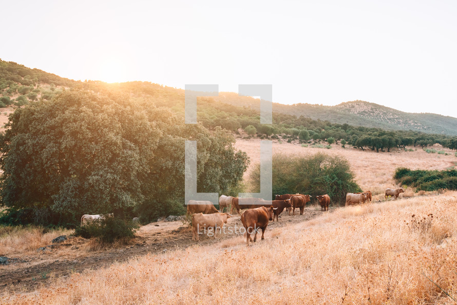 cows and bulls in the pasture of extremadura