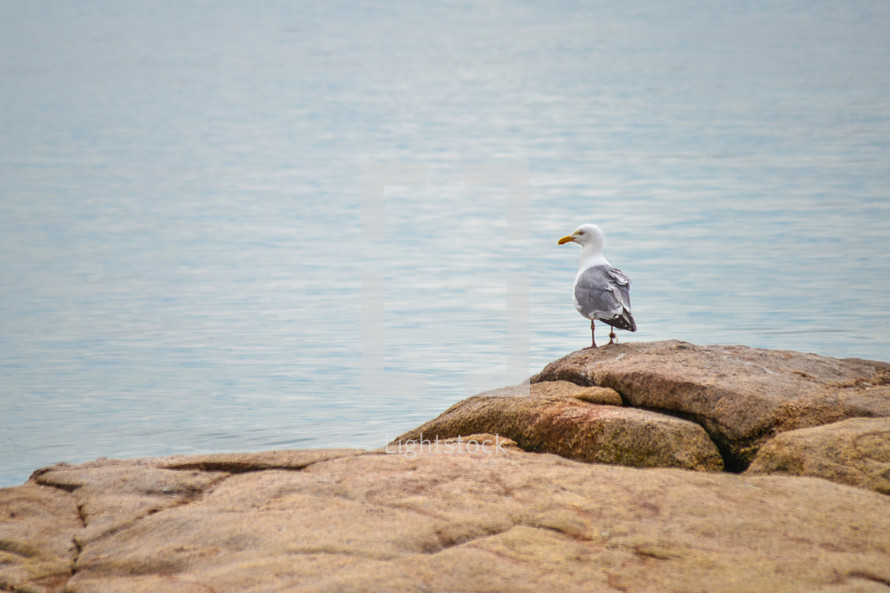 seagull on a rock 