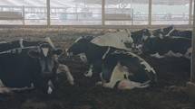 Cows laying on the ground in a large dairy farm, milk production