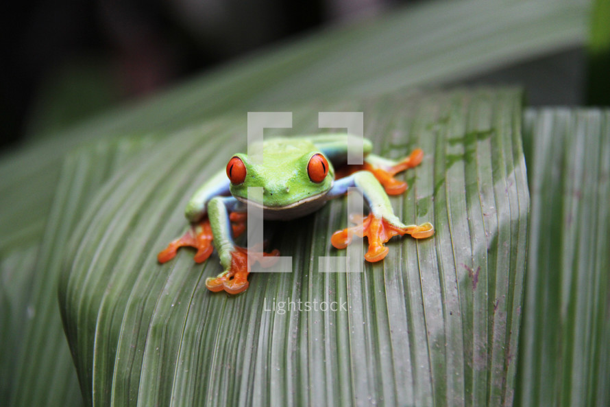 A bright colored tree frog on a jungle leaf 