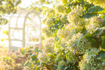 hydrangea flower bush in garden near arbor trellis arch during golden hour